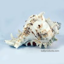 Spikey Sea Shell