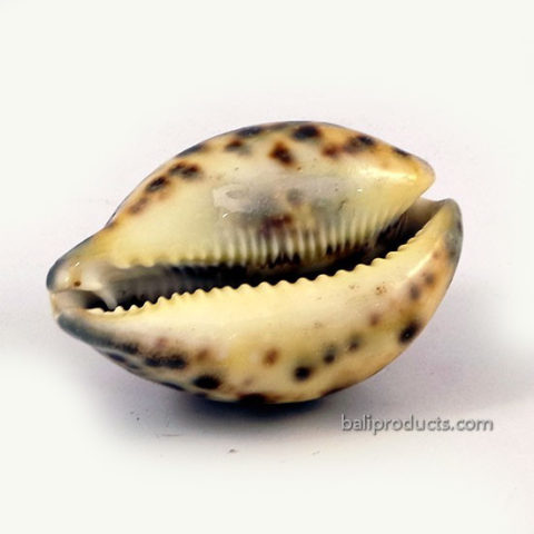 Small Speckled Shell