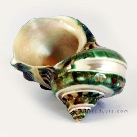 Pearlescent Green Shell