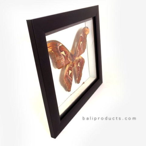 Wooden Butterfly Frame