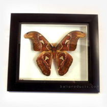 Wooden Butterfly Frame
