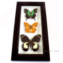 Frame 3 Butterflies