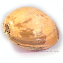 Large Natural Shell